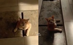 Kesian Tengok, Kucing Ditemui Tersangkut Di Lubang Longkang - nangtime.com