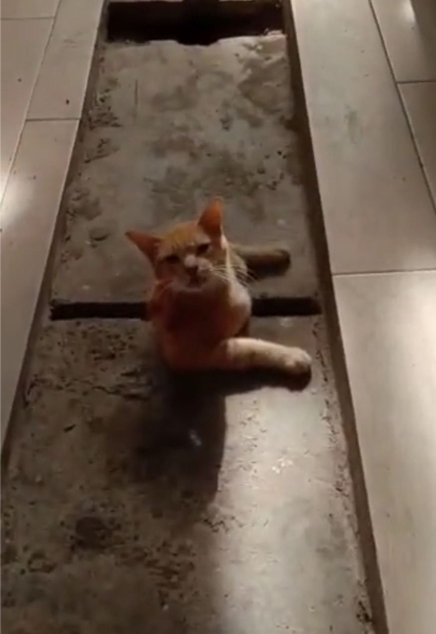 Kesian Tengok, Kucing Ditemui Tersangkut Di Lubang Longkang - nangtime.com