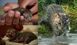 Keluarga Menemui Anak Kucing Pelik Di Tepi Jalan, Tak Sangka Spesis Kucing Itu Sangat 'Rare' Dan Sukar Ditemui - nangtime.com