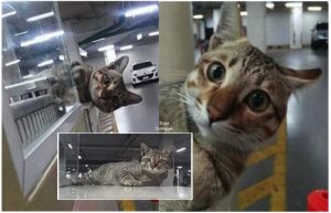 Kucing Setia Menunggu Di Kawasan Parking Dengan Harapan Tuannya Yang Sudah Meninggal Dunia Kembali Mencarinya - nangtime.com
