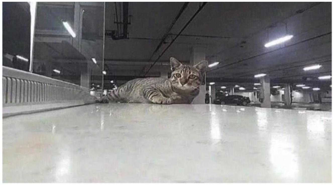 Kucing Setia Menunggu Di Kawasan Parking Dengan Harapan Tuannya Yang Sudah Meninggal Dunia Kembali Mencarinya - nangtime.com