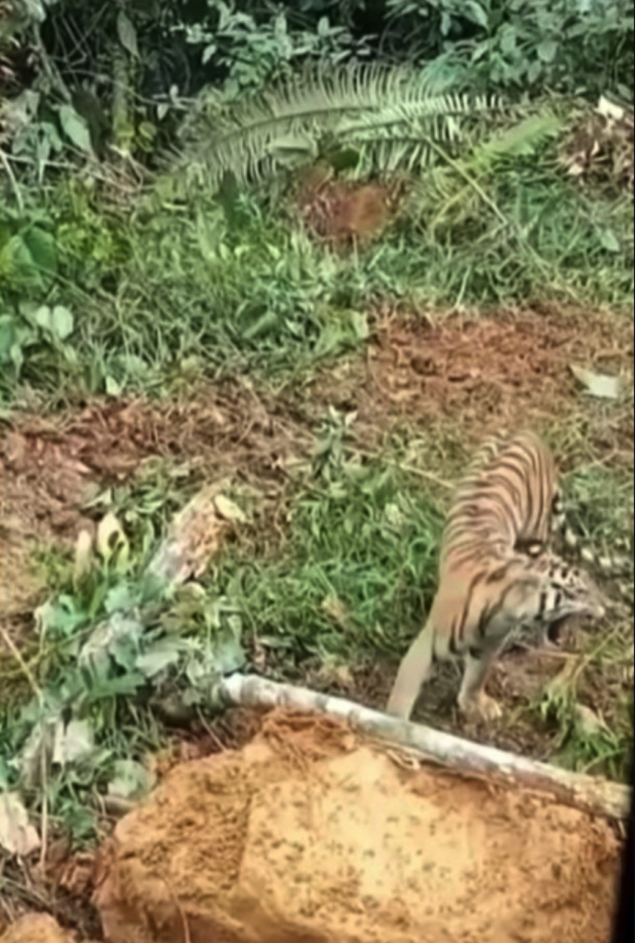 Harimau Sumatera Cuba Menghalang Penebangan Pokok Di Hutan - nangtime.com