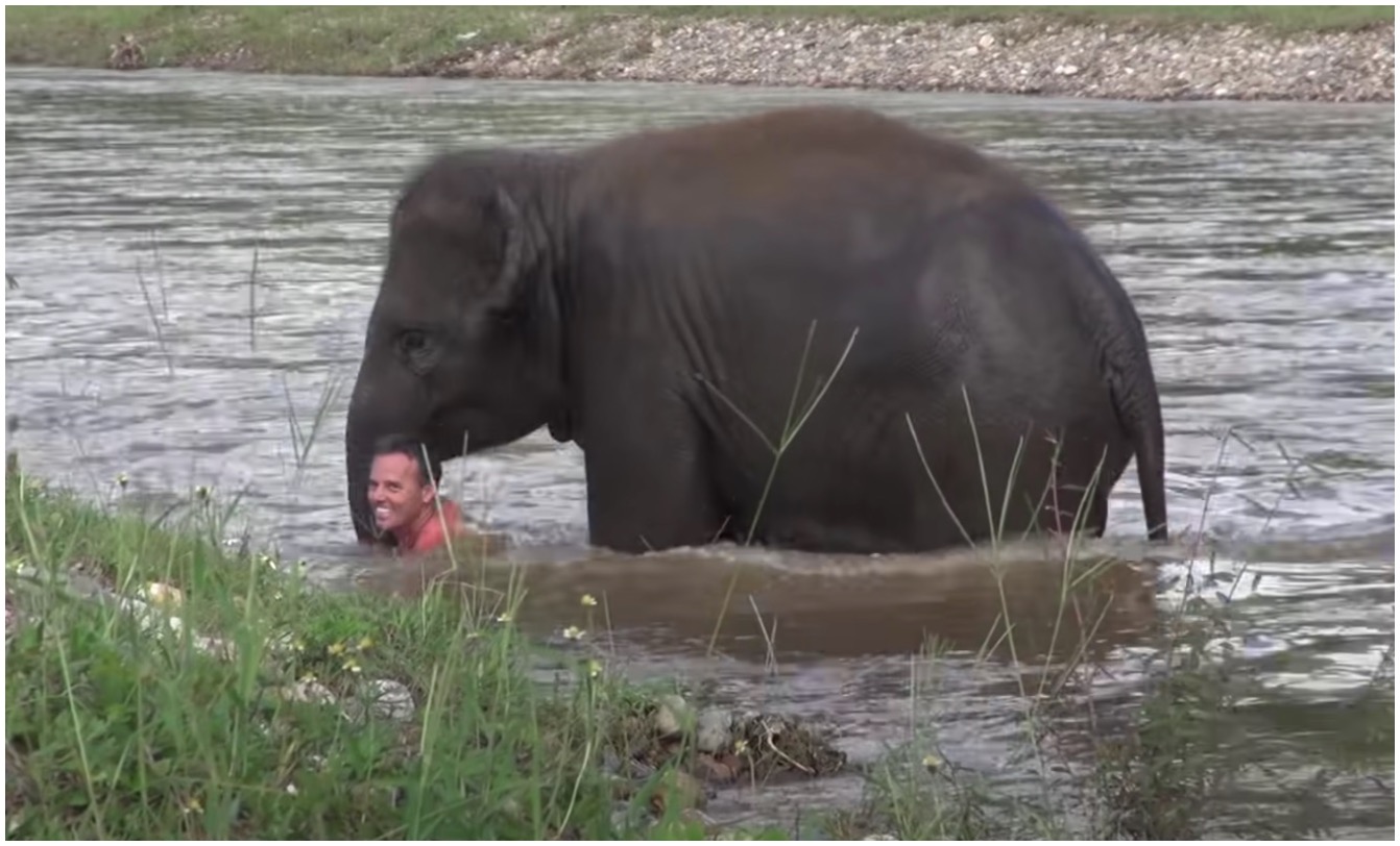 Ternampak Lelaki Lemas Di Sungai, Anak Gajah Meluru Meredah Sungai Untuk Menyelamatkannya - nangtime.com