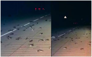 Penduduk UK Dikejutkan Dengan Ratusan Burung Tiba-tiba Jatuh Jadi Langit Dan Mati - nangtime.com