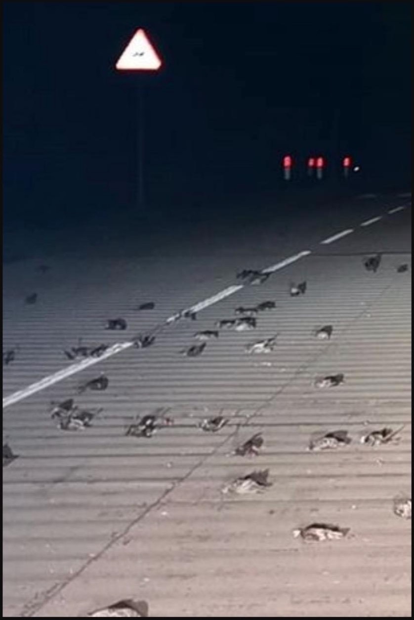 Penduduk UK Dikejutkan Dengan Ratusan Burung Tiba-tiba Jatuh Jadi Langit Dan Mati - nangtime.com