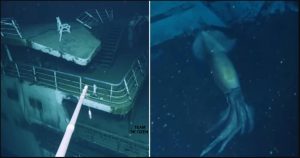 Pencarian Kapal Karam Menemui Sotong Gergasi Yang Saiznya Lebih Besar Dari Manusia - nangtime.com