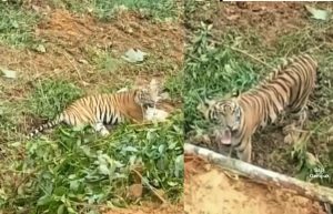 Harimau Sumatera Cuba Menghalang Penebangan Pokok Di Hutan - nangtime.com