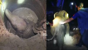 Anak Terperangkap Dalam Lubang Dan Tak Dapat Keluar, Ibu Gajah Panik Dan Menangis Minta Pertolongan