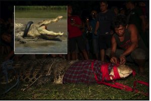 Tayar Tersekat Di Leher Sejak Tahun 2016, Buaya Ini Akhirnya Bebas - nangtime.com