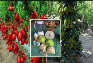 Patutlah Buah-buahan Di Thailand Selalu Ada Tanpa Mengira Musim, Ini Rahsia Orang Thai Buat Pokok Galak Berbuah! - nangtime.com