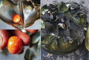 Jumpa Cengkerang Pelik Di Pantai, Lelaki Terkejut Gembira Selepas Menemui Mutiara Oren Bernilai RM1.3 Juta Di Dalamnya - nangtime.com