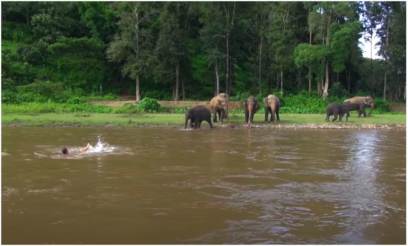 Ternampak Lelaki Lemas Di Sungai, Anak Gajah Meluru Meredah Sungai Untuk Menyelamatkannya