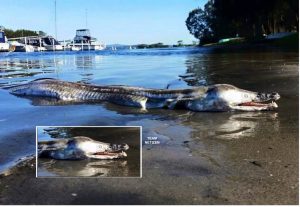 Ikan Aneh Menyerupai Separuh Buaya Dan Ikan Lumba-lumba Ditemui Terdampar Di Pantai - nangtime.com