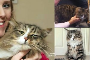 nangtime.com - Ingatkan Diambil Orang, Kucing Hilang Selama 14 Bulan Dijumpai Menjadi Raja Di Kilang Makanan