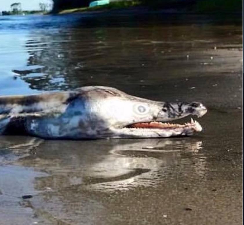 Ikan Aneh Menyerupai Separuh Buaya Dan Ikan Lumba-lumba Ditemui Terdampar Di Pantai - nangtime.com