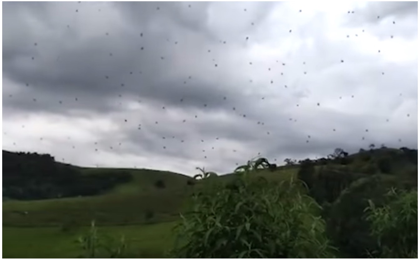 Labah-labah Terbang Di Udara, Fenomena ‘Rare’ Yang Betul-betul Berlaku Dan Dinamakan Hujan Labah-labah - nangtime.com