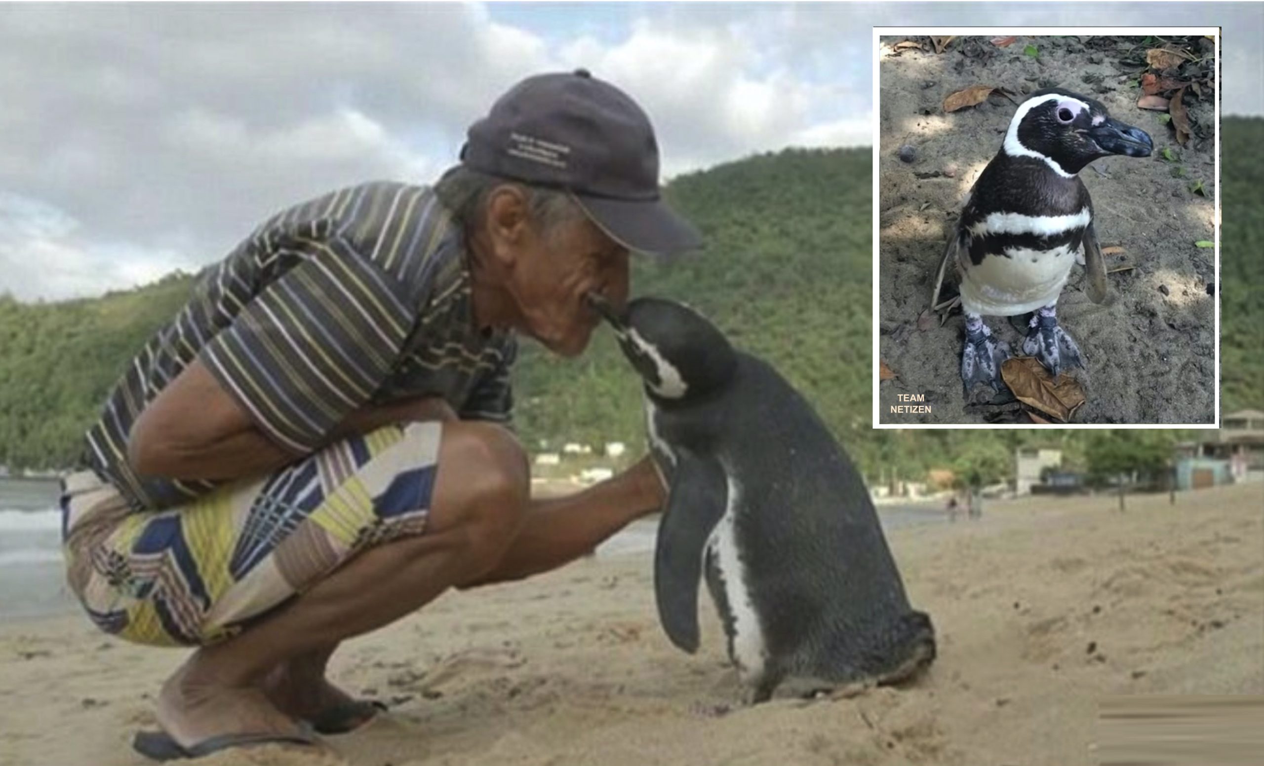 Penguin Berenang Merentas Laut Beribu Batu Setiap Tahun Demi Bertemu Semula Dengan Penyelamatnya - nangtime.com
