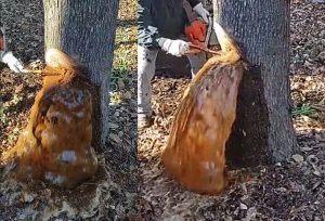 Pokok Ditebang Seakan 'Menangis' Dengan Mengeluarkan Banyak Air Tak Berhenti-henti - nangtime.com