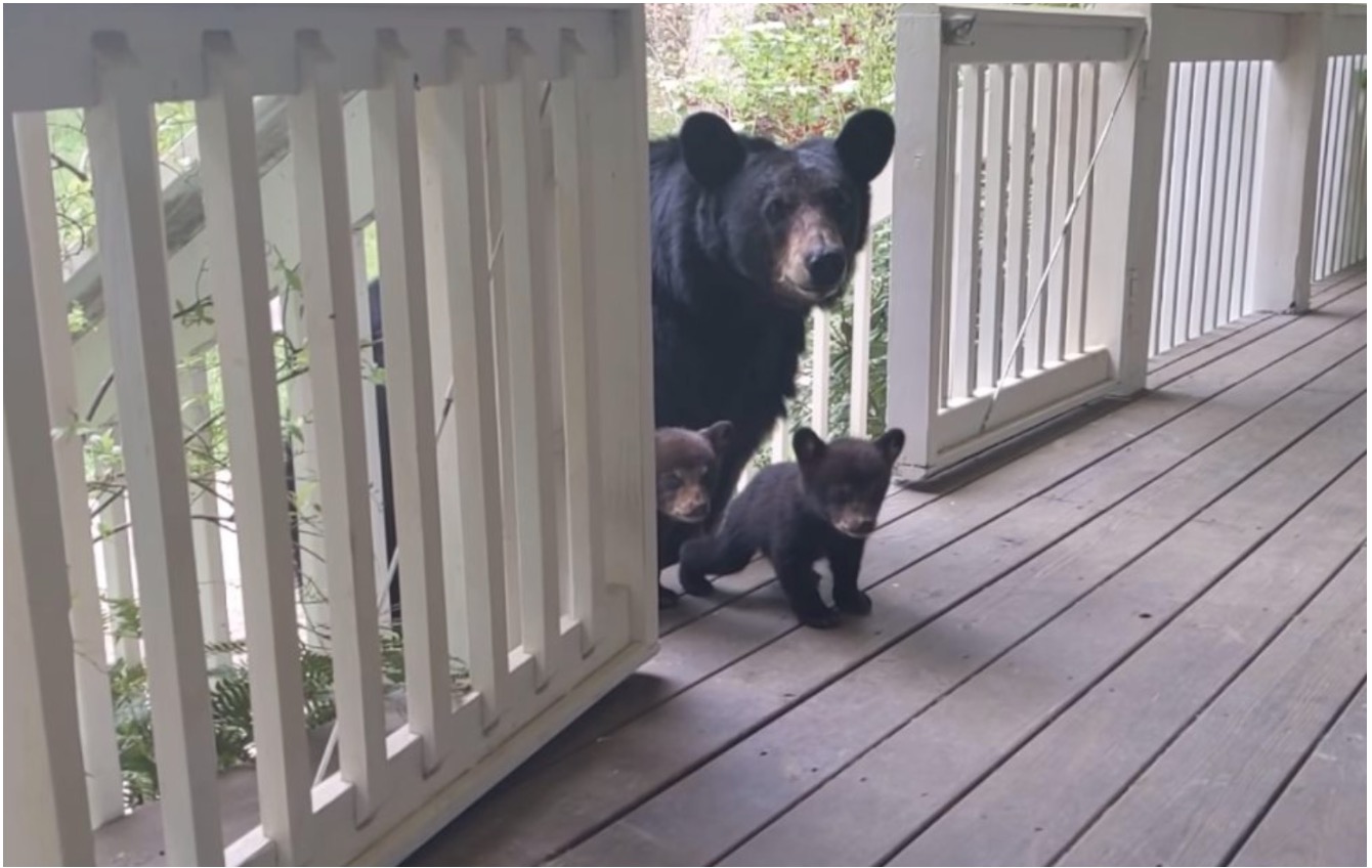 Datang Semula Selepas Berbulan, Ibu Beruang Rupanya Mahu Perkenalkan Anak-anaknya Kepada Sahabat Manusianya - nangtime.com