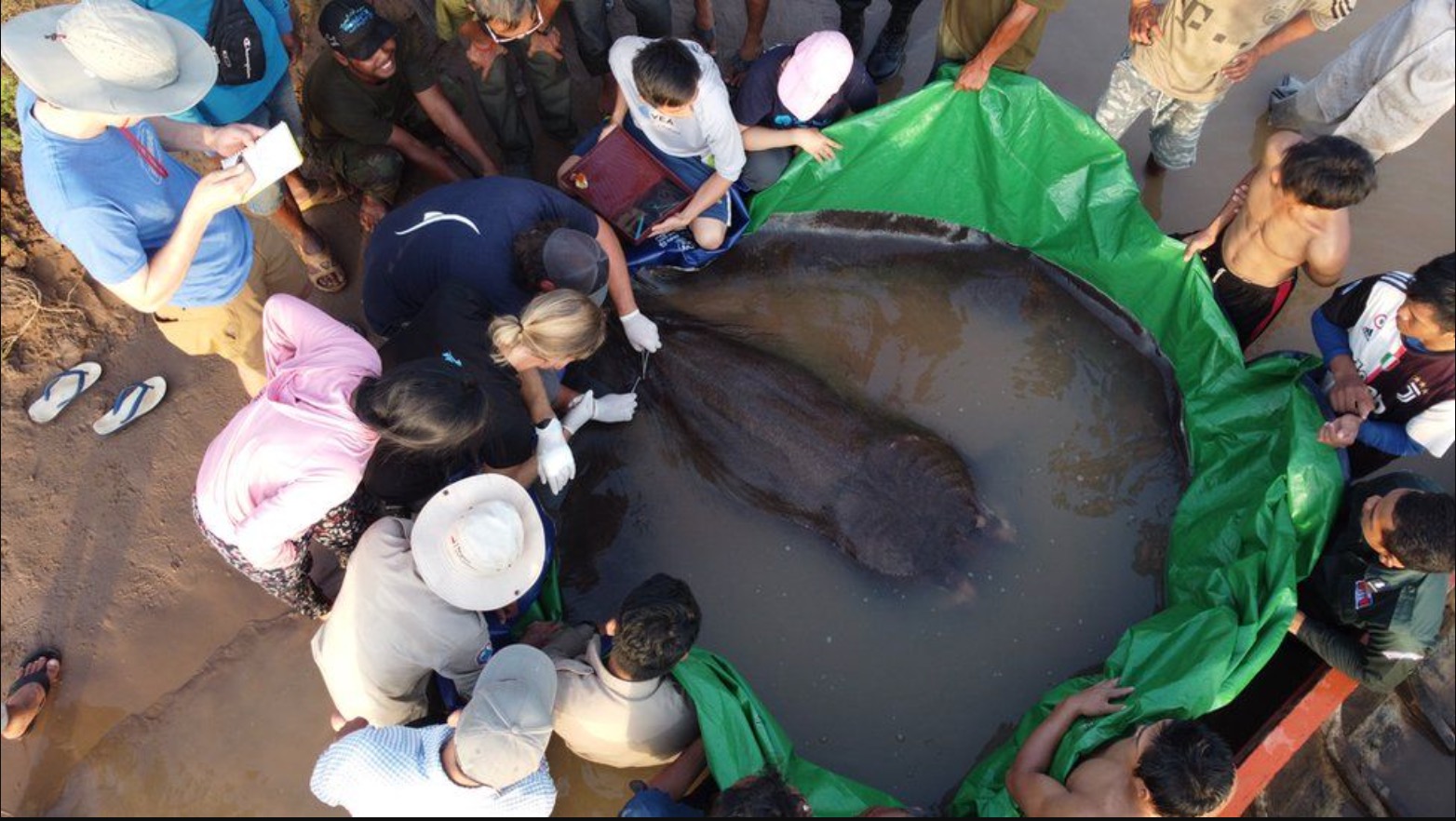 Ikan Pari Gergasi Terbesar Di Dunia Ditemui Di Sungai Mekong
