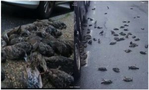 Kejadian Pelik Di Sepanyol, Ratusan Burung Jatuh Seperti Hujan Lalu Mati - nangtime.com