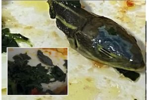 Terkejut Jumpa Kepala Ular Mengerikan Dalam Hidangan Makanan Ketika Dalam Penerbangan - nangtime.com