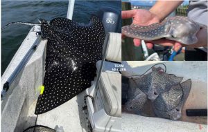 Sekeluarga Keluar Memancing Dikejutkan Ikan Pari Helang Berbintik Melompat Ke Dalam Bot Dan Melahirkan 4 Anak - nangtime.com