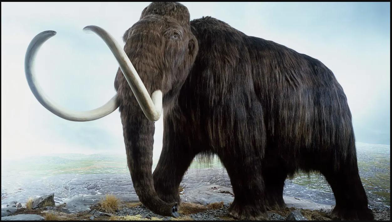 Anak Gajah Mammoth Berusia 30,000 Tahun Ditemui Oleh Pelombong Emas - nangtime.com