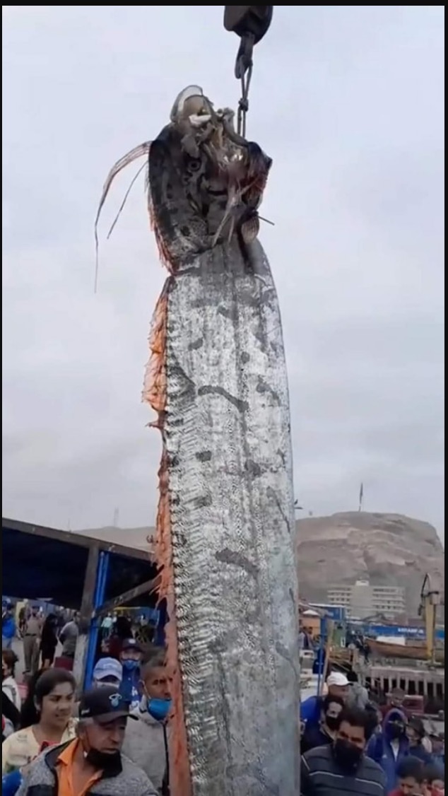 Ikan Gergasi Berasal Dari Laut Dalam Sepanjang 16 Kaki Ditemui Sekumpulan Nelayan Cetus Kebimbangan Gempa Bumi Berlaku - nangtime.com