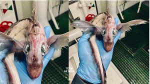 Makhluk Aneh Menyerupai Anak Naga Ditemui Nelayan Russia Telah Menggemparkan Orang Ramai - nangtime.com