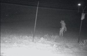 Pekerja Zoo Dikejutkan Kehadiran Makhluk Menggerunkan Dirakam Berkeliaran Di Kawasan Berhampiran Zoo - nangtime.com