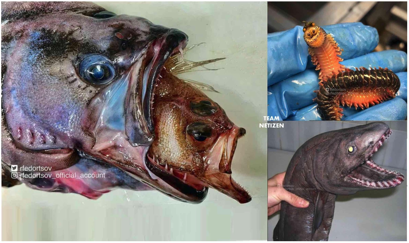 Nelayan Terperanjat Apabila Menangkap Ikan Aneh Mengerikan Digelar ‘Ikan Frankenstein’ - nangtime.com