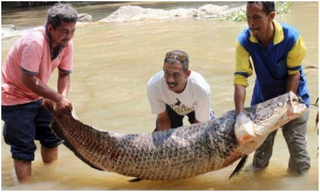 Pernah Ditemui Memakan Monyet Dan Sangat Ditakuti Ikan Piranha, Ikan Air Tawar Raksasa Ini Pernah Dijumpai Di Kedah! - nangtime.com
