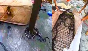 Menggigil Tengok Puluhan Ekor Ular Bersarang Dalam Sebuah Tilam Terpakai - nangtime.com