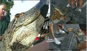 Penduduk Terkejut, Seekor Aligator Besar Lebih 10 Kaki Ditemui Menyorok Bawah Kereta - nangtime.com