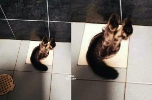 Kucing Meluru Masuk Rumah Kosong Ditemui Terperangkap Di Lubang Saluran Air - nangtime.com