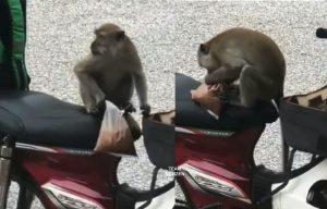 Monyet Selamba Rembat Air Minuman Bungkus Atas Motor Lelaki Penghantar Makanan - nangtime.com