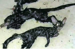 Keluarga Ditakutkan Kemunculan Makhluk Aneh Berkepala Kucing Tapi Memiliki Tubuh Seakan Tikus Di Dapur - nangtime.com