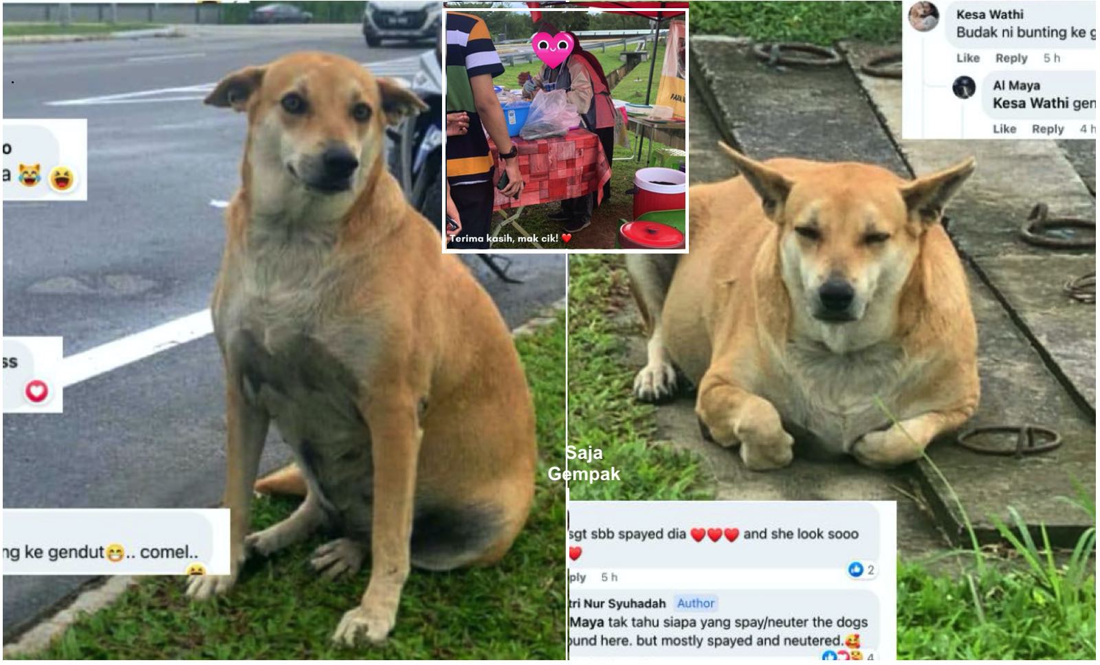 Anjing Jalanan Ditemui Makin Gebu, Rupanya Hari-hari Diberi Makan Oleh Makcik Peniaga Nasi Lemak - nangtime.com