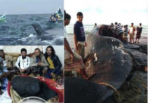 Jumpa Bangkai Ikan Paus Di Laut, Kehidupan Sekumpulan Nelayan Berubah Menjadi Jutawan Selepas Membelah Perut Paus Itu - nangtime.com