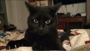 Hilang Di Airport Selepas Mendarat, Kucing Kesayangan Ditemui Semula Selepas Lebih Dua Minggu - sajagempak.com