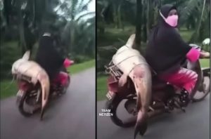 Tercengang Melihat Wanita Menunggang Motosikal Sambil Bawa Ikan Besar Digelar “Serigala Merah” - nangtime.com