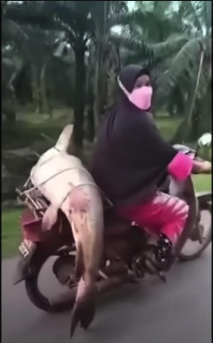 Tercengang Melihat Wanita Menunggang Motosikal Sambil Bawa Ikan Besar Digelar “Serigala Merah” - nangtime.com