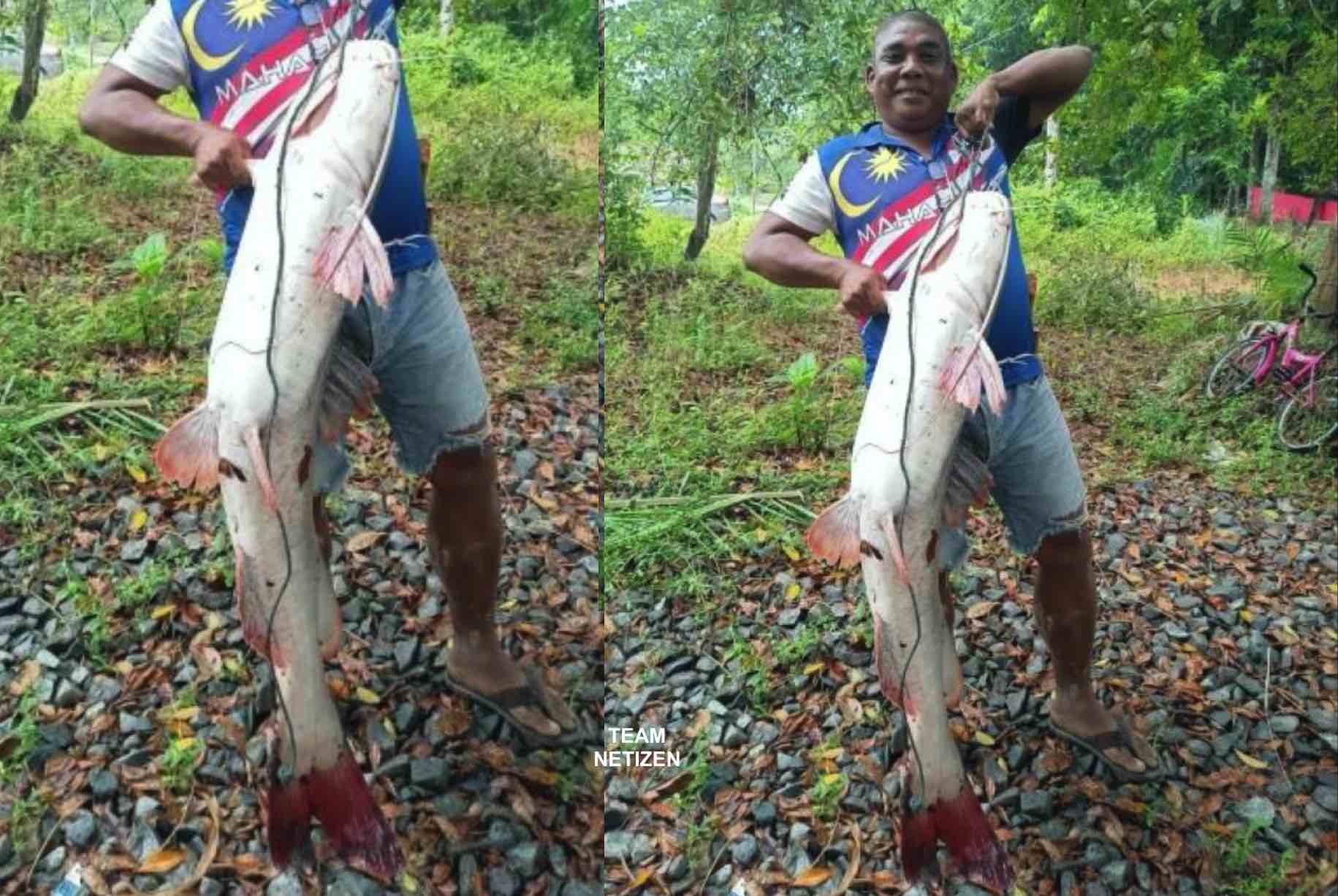 Rezeki Dapat Ikan Baung Merah Seberat 50kg, Lelaki Berjaya Raih RM1,250 - nangtime.com