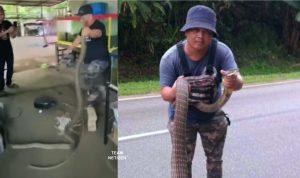 Sudah Lebih 3000 Kali Kena Patuk Ular Berbisa, Lelaki Digelar Raja Ular Kelantan Tidak Serik Dan Terus Aktif - nangtime.com