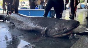 Jerung Purba Ditemui Di Taiwan, Dipercayai Spesis Jerung Prasejarah Sebelum Kewujudan Dinosaur - nangtime.com