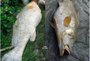 ‘Rezeki Terpijak Seumur Hidup’ - Wanita Dapat Untung Besar Selepas Menangkap Seekor Ikan Gergasi Seberat 52kg - nangtime.com