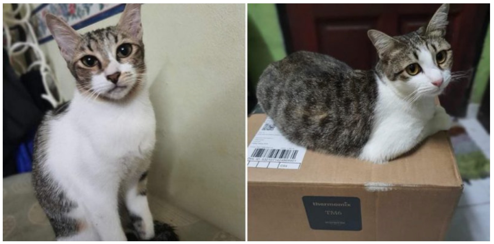 Lima Kucing Peliharaan Bergabung Tenaga, Kepung Ular Tedung Hingga Bantuan Daripada APM Sampai - nangtime.com
