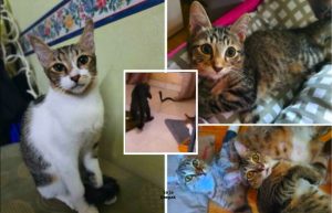 Lima Kucing Peliharaan Bergabung Tenaga, Kepung Ular Tedung Hingga Bantuan Daripada APM Sampai - nangtime.com