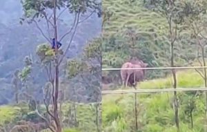 Padah Tak Dengar Amaran, Lelaki Terpaksa Panjat Pokok Selama 90 Minit Kerana Dikejar Kawanan Gajah Liar - nangtime.com